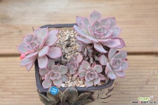 아우렌시스 묵은한몸 다육식물