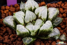 러브하트(Love Heart)-08-26-No.763 하월시아