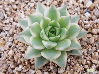 트루기다금(백복륜금) 다육금