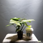 싱고니움포도폴리움볼드올루션/수입싱고니움/싱고늄/89 초본류