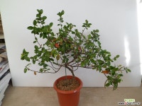 무늬백화등수고53폭50-15 야생화