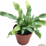 블루스타 초본류