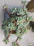 psoonja(향기다육)