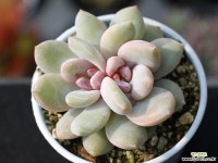 트롬소 군생 S0535 다육식물