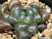 블루렌즈 44-26 하월시아