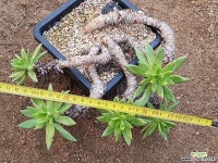 묵은)글라우카스 8111-4284 두들레야