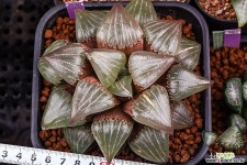 특대 명 자계 특선(特大 明 紫系 特)-09-19-No.3530 하월시아