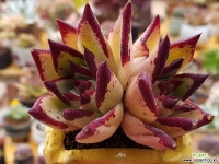 원종에보니슈퍼클론 다육식물