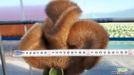 밍크특대품(방문판매) 선인장