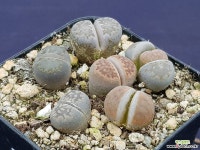 리톱스5756 리톱스/메셈