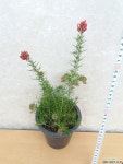 솔잎단사 목본류