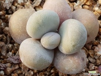 아이보리미인 다육식물