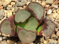 마경만상 20-24 하월시아