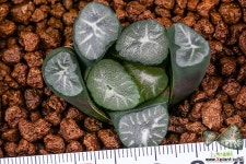 농백운(濃白雪)-01-02-No.1379 하월시아