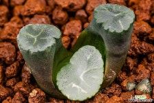 밀레니엄-Q(Millennium-Q)-01-02-No.1318 하월시아