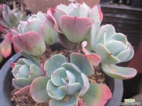 블루스카이 다육식물