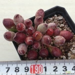 인디안곤봉22-6 다육금