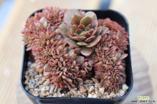 (요청)캔디 철화 04-237 다육식물