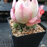 화이트로즈 다육식물