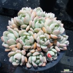 기차길옆다육이