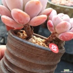 묵은 아이스크림 분제외 다육식물