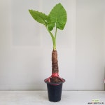 대장 알로카시아/공기정화식물/온누리 꽃농원 공기정화식물