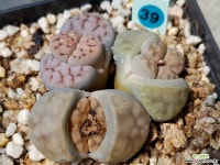 리톱스모듬39 리톱스/메셈