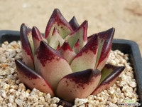 원종에보니슈퍼클론 9305-4362 다육식물