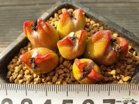 구수옥 코노피튬