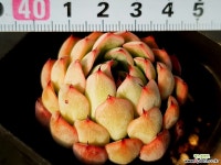 자라고사엣지 32-221 다육식물