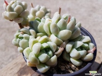 알비칸스 0345 0501 다육식물