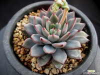 여로 5-469 다육식물