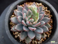 여로 5-469 다육식물