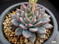 여로 5-469 다육식물