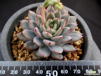 여로 5-469 다육식물