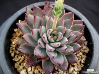 여로 5-470 다육식물