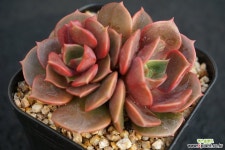 제스타 다육식물