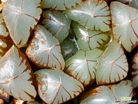 수정(대묘) 74-32 하월시아