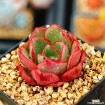 불카누스87 다육식물