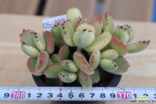 웅동자금 05-382 다육금