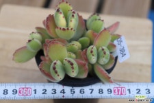 웅동자금 05-384 다육금