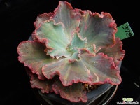 헤라클레스 378 (프릴) 다육식물