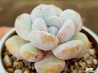 오렌지먼로 39-39 다육식물