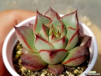 컨투어림 39-441 다육식물