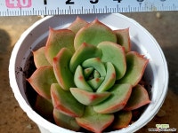 루티나 40-98 다육식물