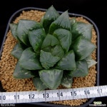 화수정 대묘 (Haworthia HanaSuisho offset) 하월시아