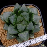 화수정 대묘 (Haworthia HanaSuisho offset) 하월시아