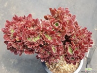 캐시미어철화 묵딩이    47 다육식물