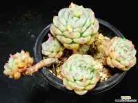 라엔97 다육식물