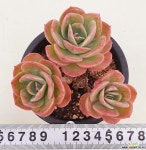 에스메랄다86 다육식물